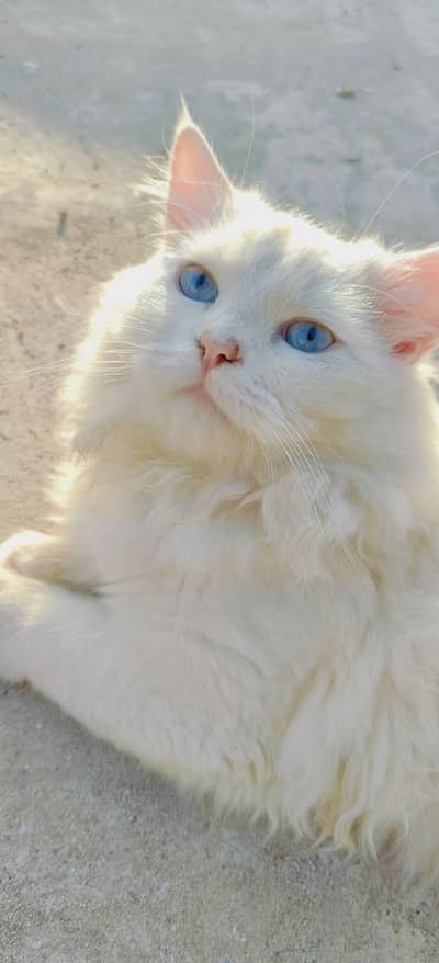 White Male Persian Cat