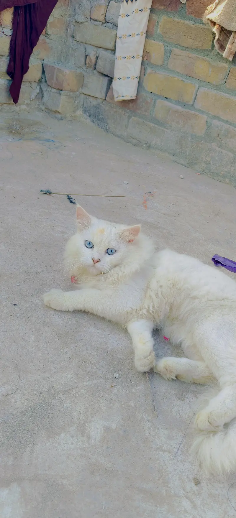 White Male Persian Cat — photo 3