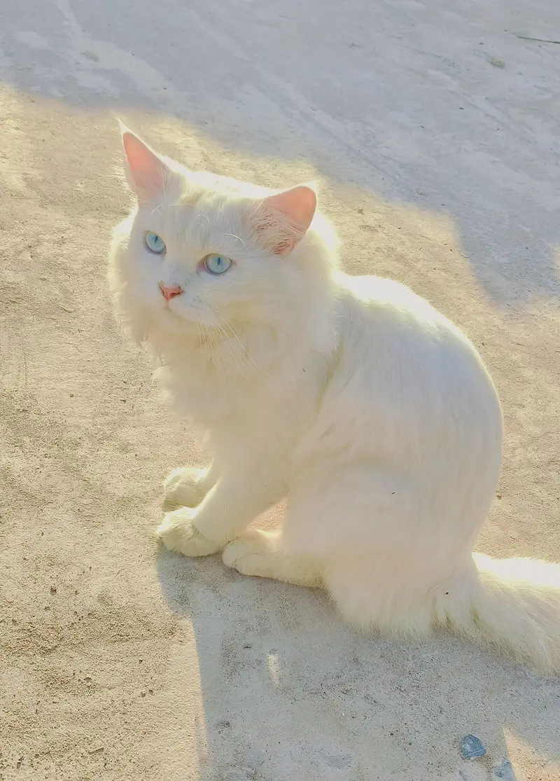 White Male Persian Cat — photo 4