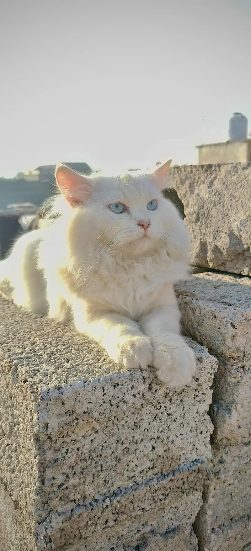 White Male Persian Cat — photo 5