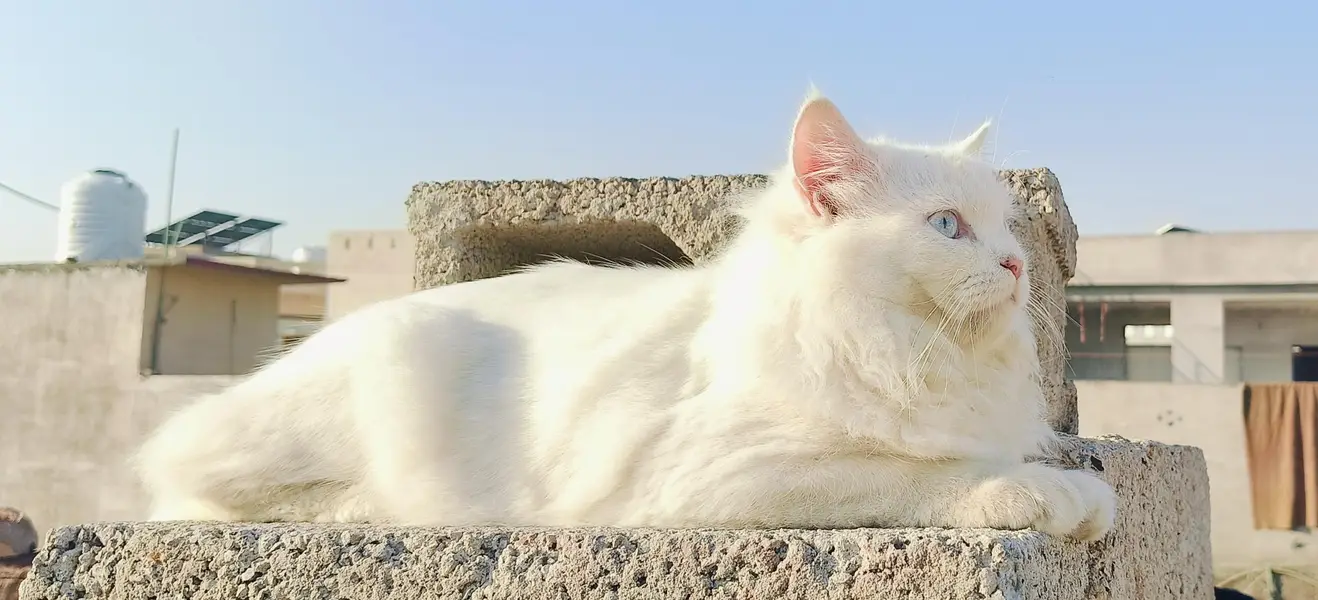 White Male Persian Cat — photo 6