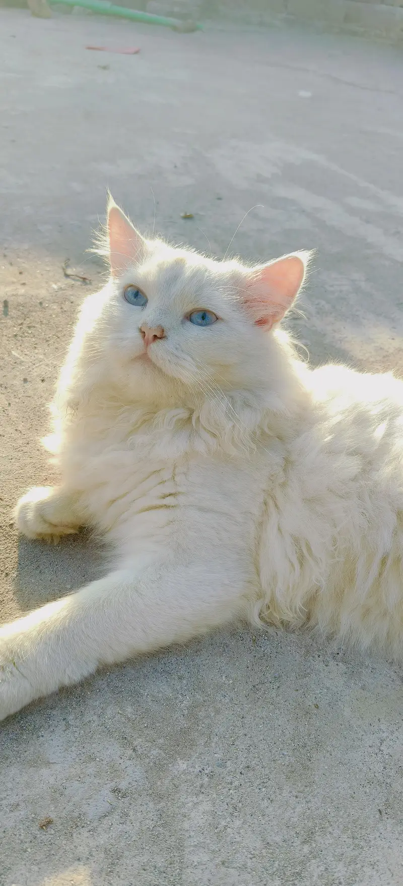 White Male Persian Cat — photo 7
