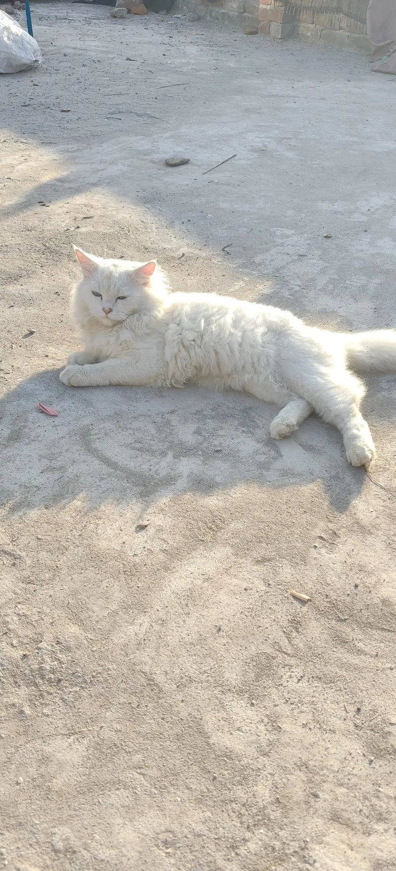 White Male Persian Cat — photo 8