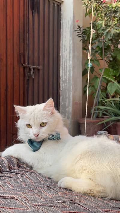 Persian Cat