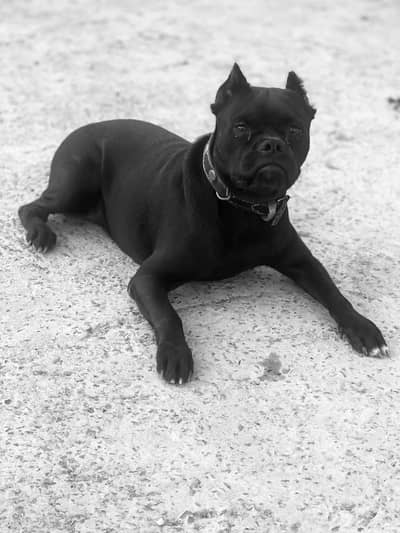 pitbull