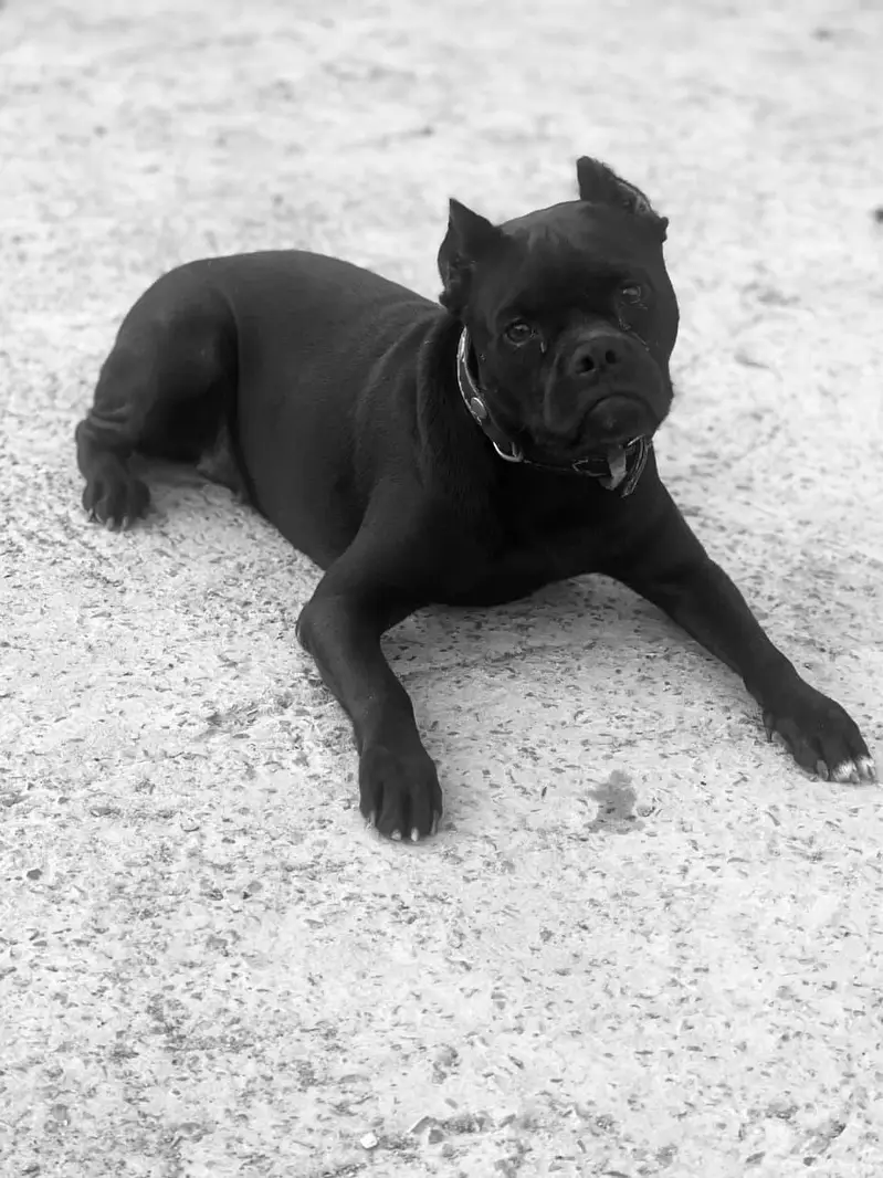 pitbull — photo 2