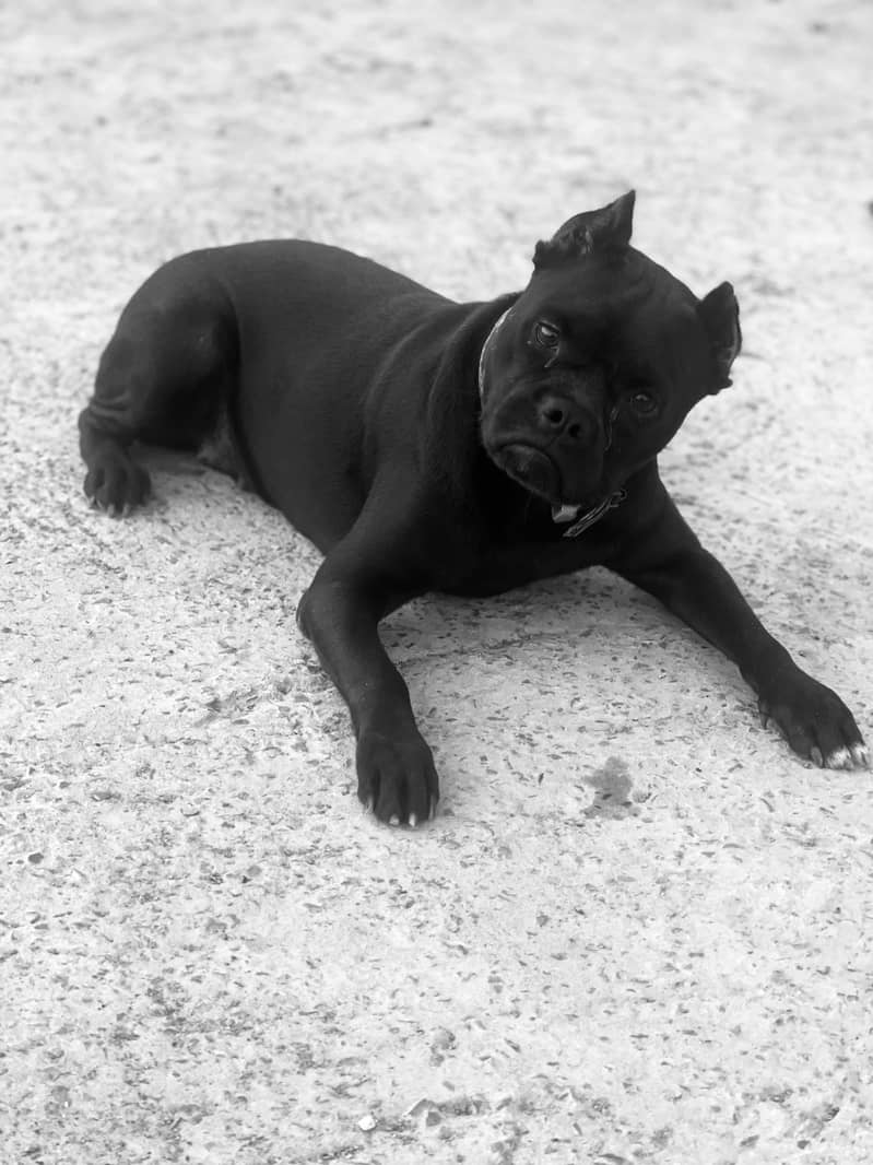 pitbull 2