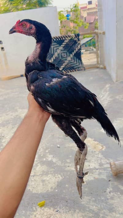 Mianwali Pakistani cross breed 2 Male 1 Female
