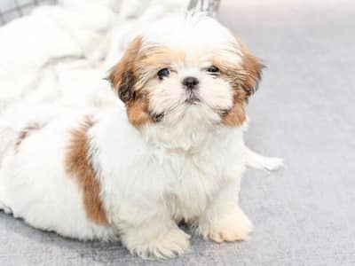 Shitzu male puppy available