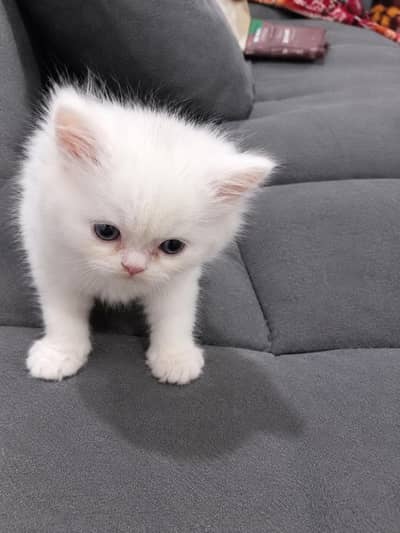 2 male kittens for sale