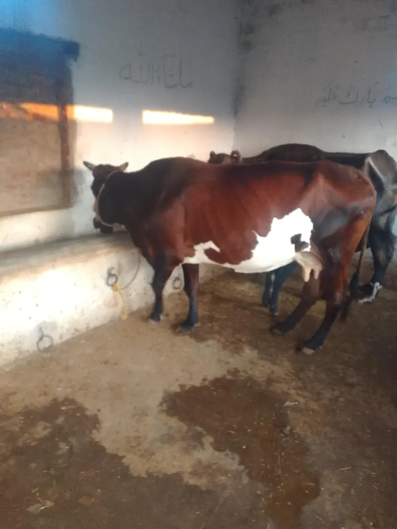 Cow Sath wachi confirm pragnet 4 month — photo 2