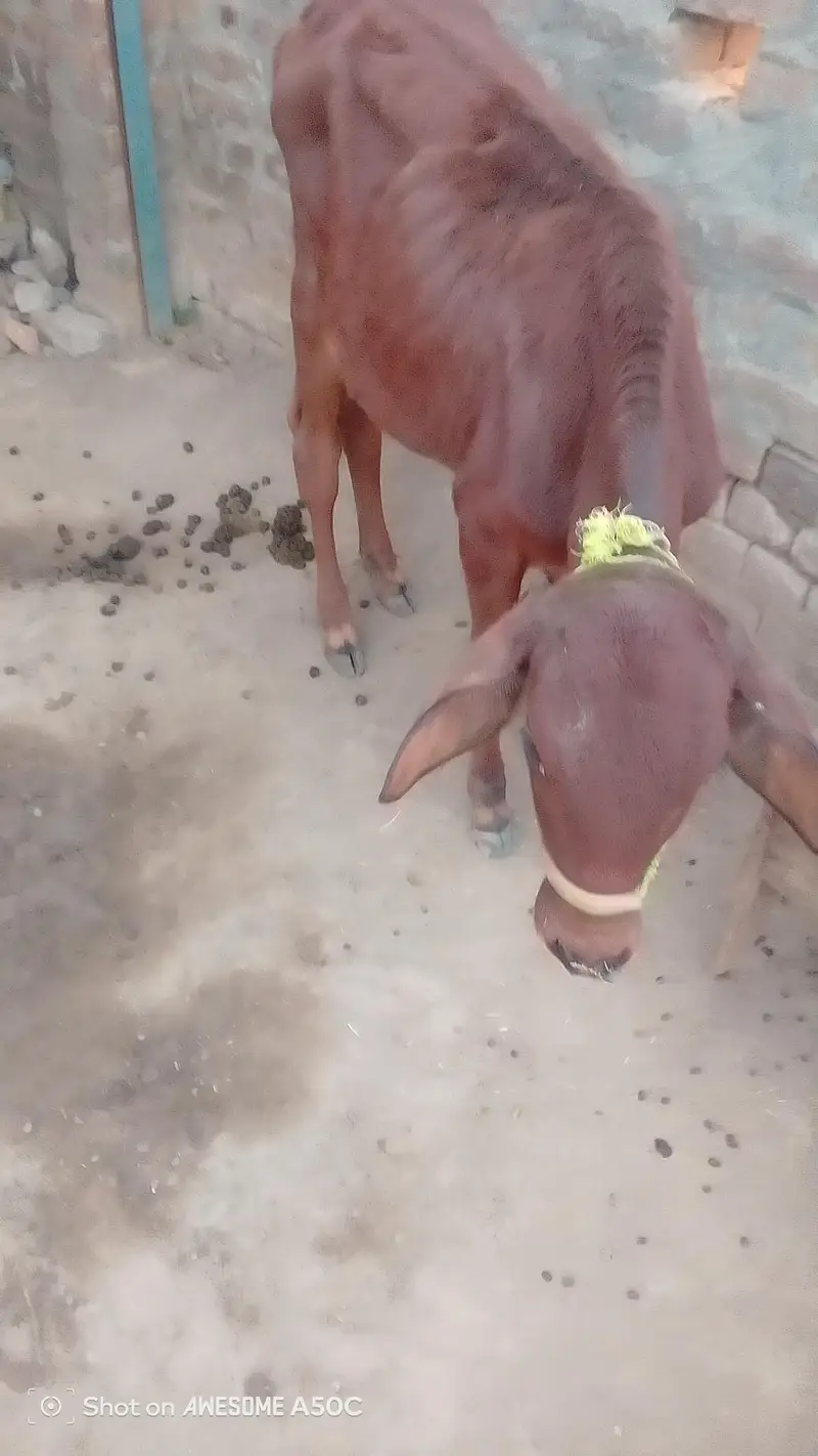 Cow Sath wachi confirm pragnet 4 month — photo 3