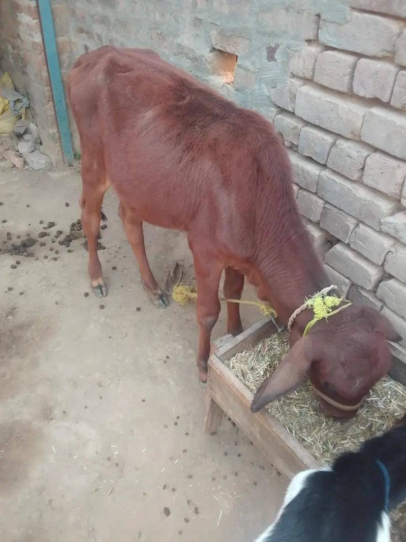 Cow Sath wachi confirm pragnet 4 month — photo 4