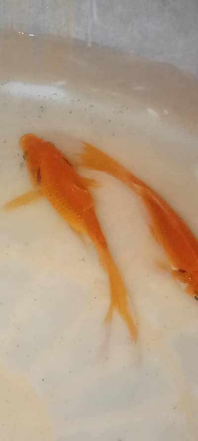 Gold fish for sale price is negotiable