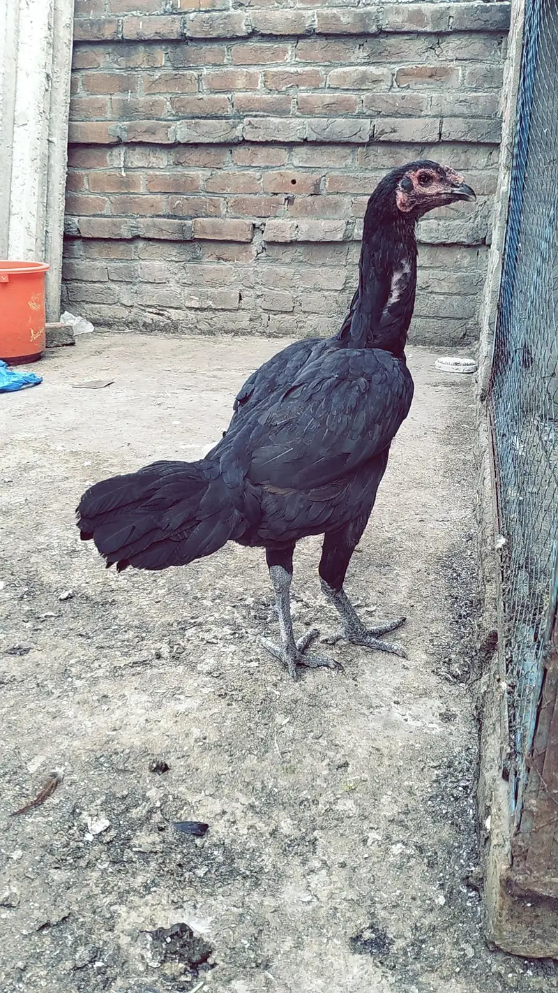 aseel pure burmi+pkoye — photo 2