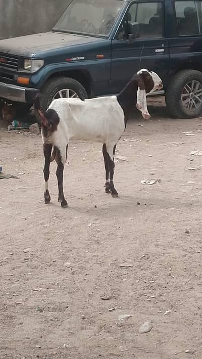 Faisalabadi betel bakri