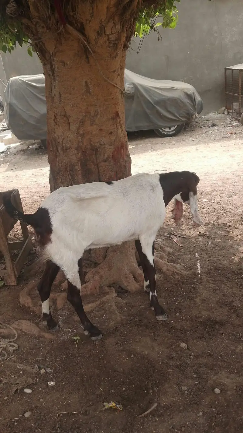 Faisalabadi betel bakri — photo 2