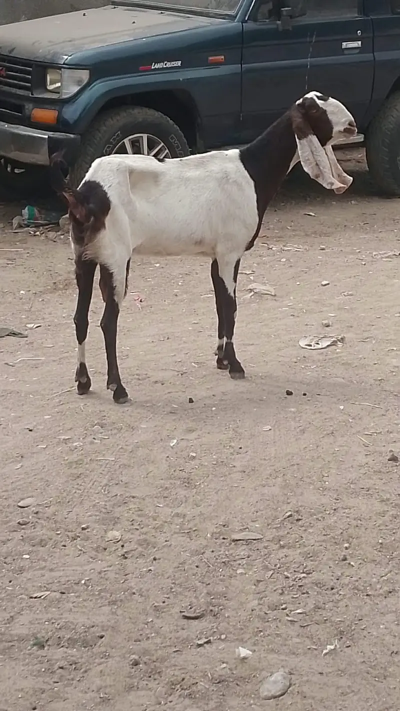 Faisalabadi betel bakri — photo 3