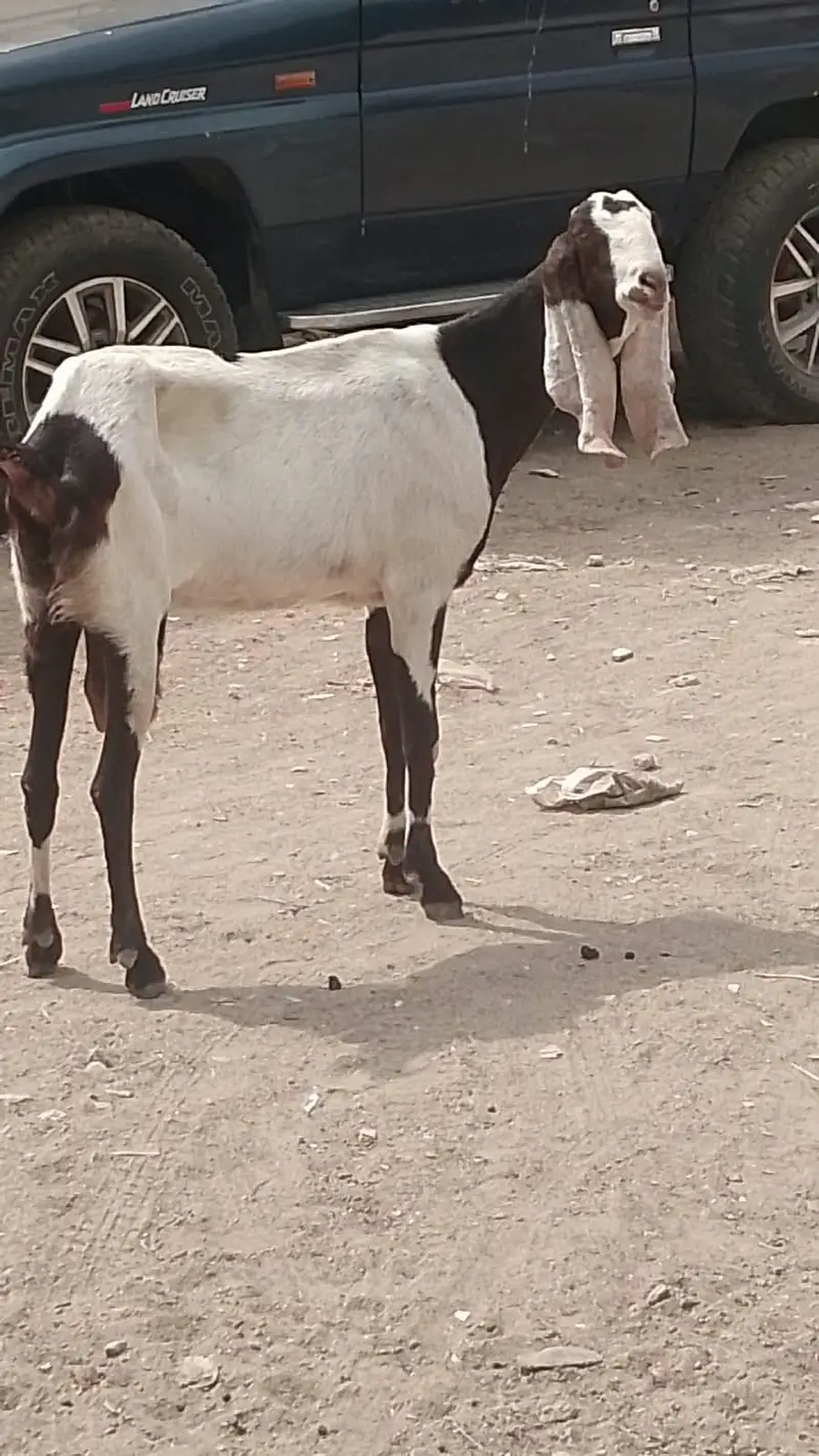 Faisalabadi betel bakri — photo 4