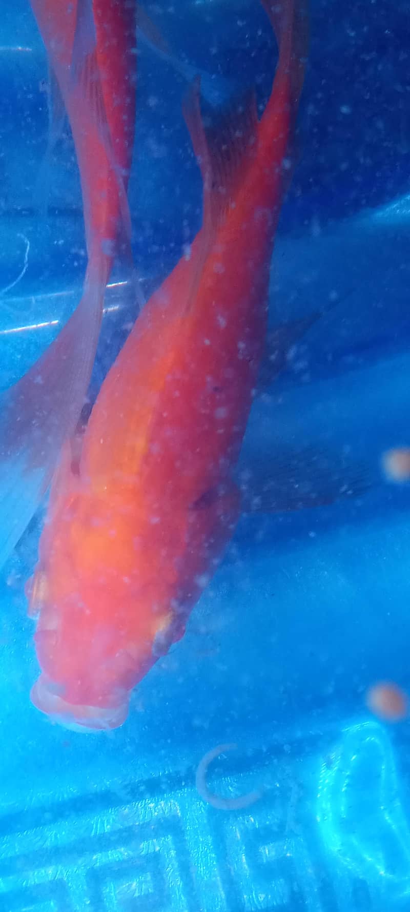 Gold fish for sale price is negotiable - Fish - 1120702627