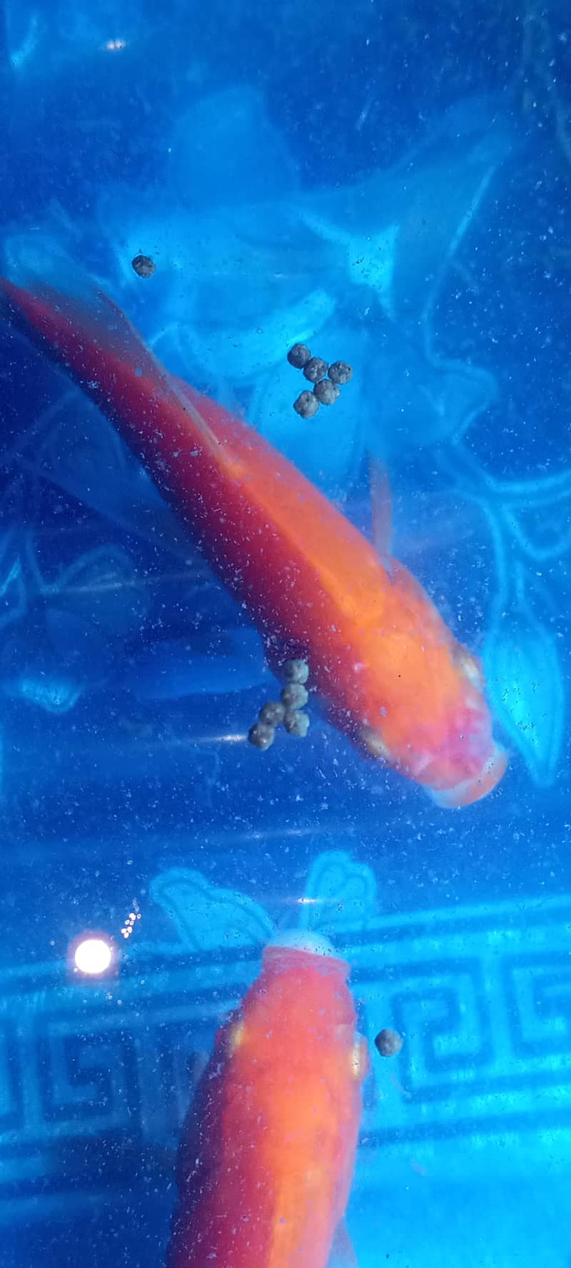 Gold fish for sale price is negotiable - Fish - 1120702627