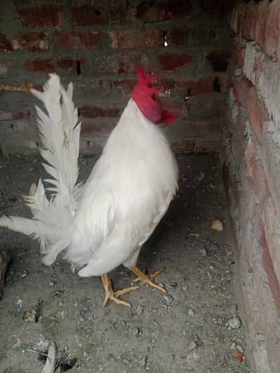 Breeder male healthy and active