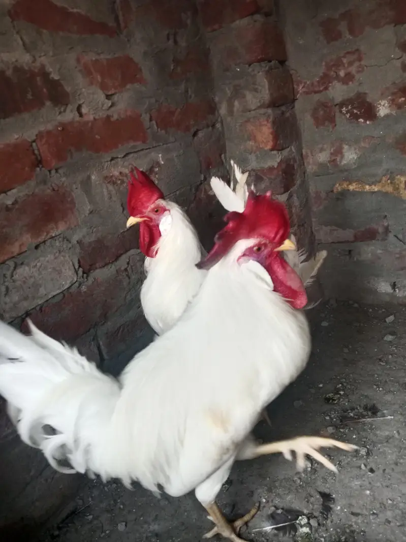 Breeder male healthy and active — photo 2