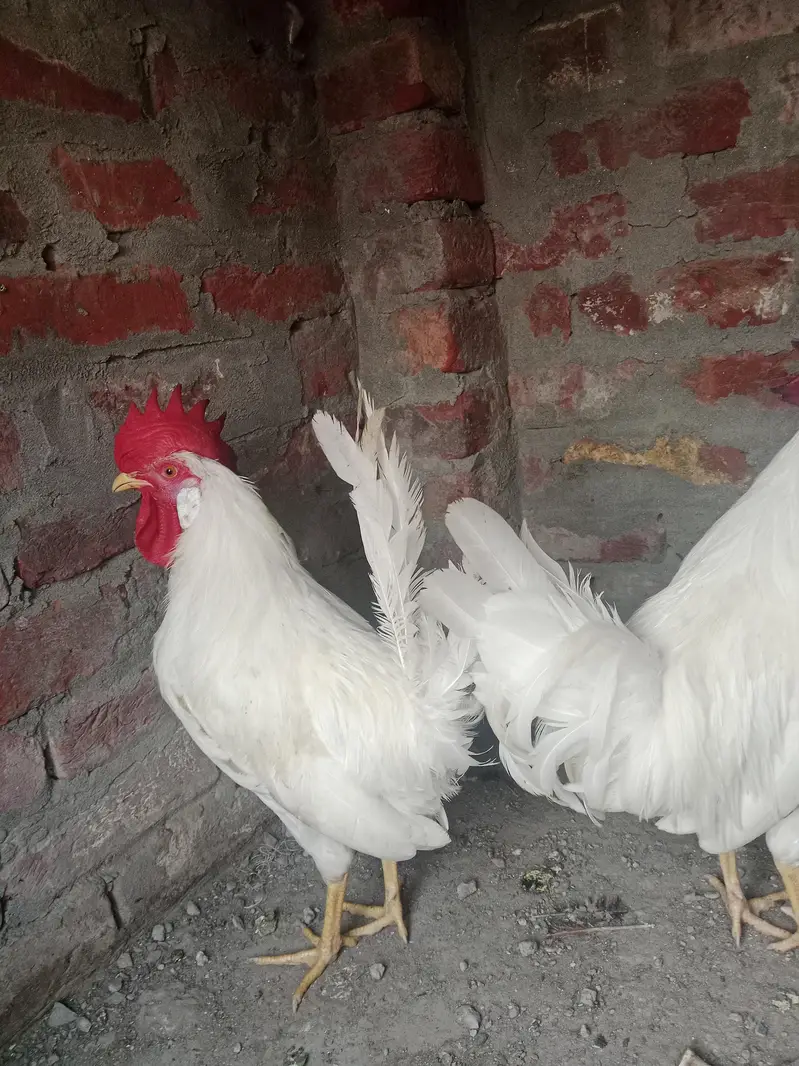 Breeder male healthy and active — photo 3