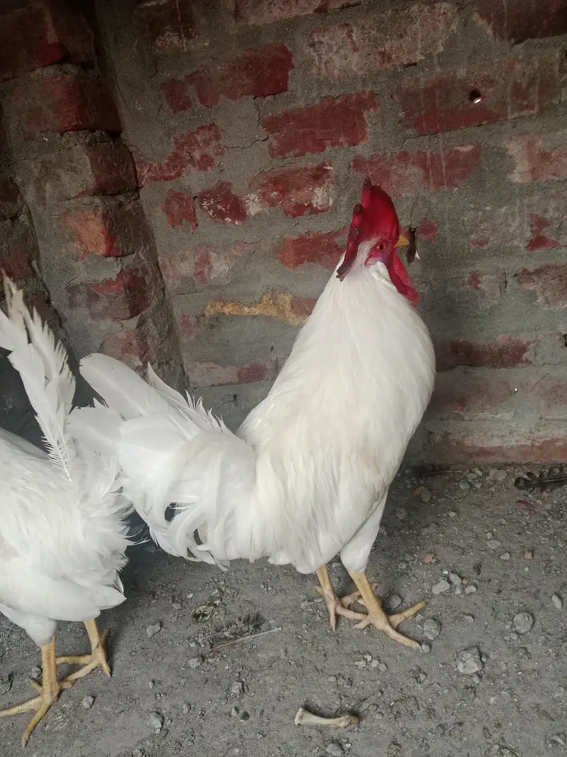 Breeder male healthy and active — photo 4