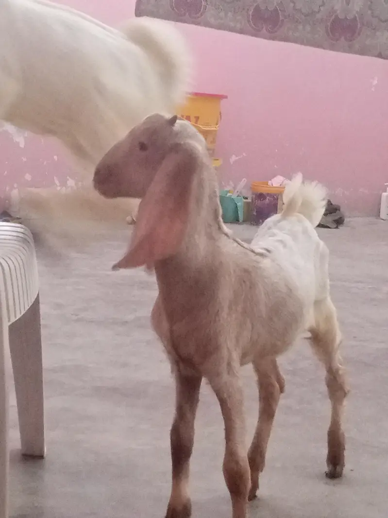 goat kids male female for sale urgent — photo 2