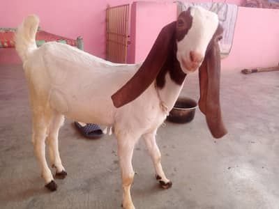 goat kids male female for sale urgent