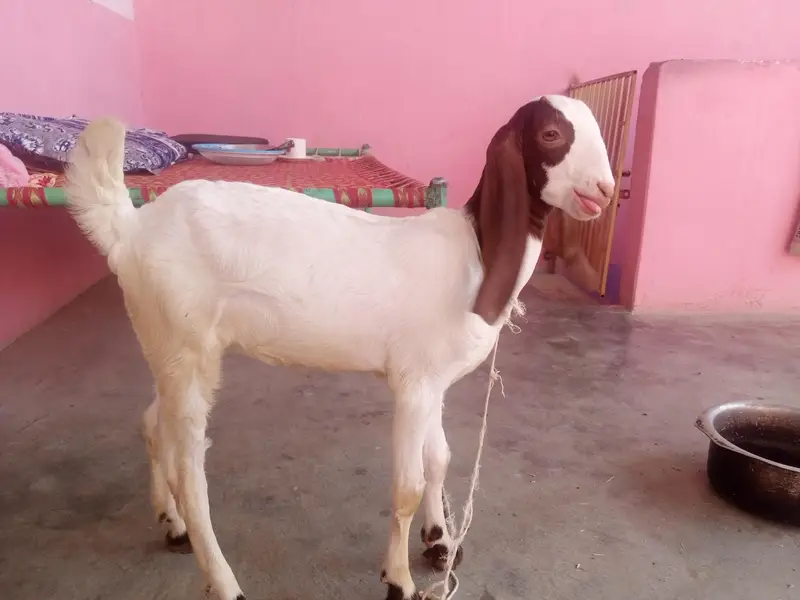 goat kids male female for sale urgent — photo 3
