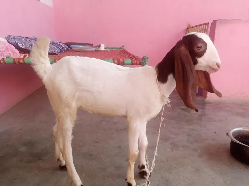 goat kids male female for sale urgent — photo 4