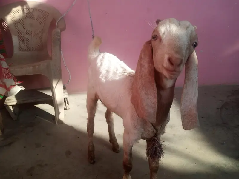 goat kids male female for sale urgent — photo 5