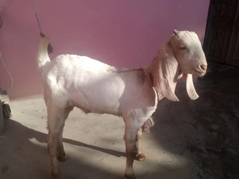 goat kids male female for sale urgent — photo 6