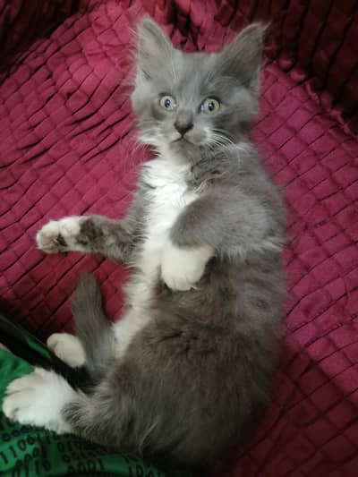 British Short Hair Kitten