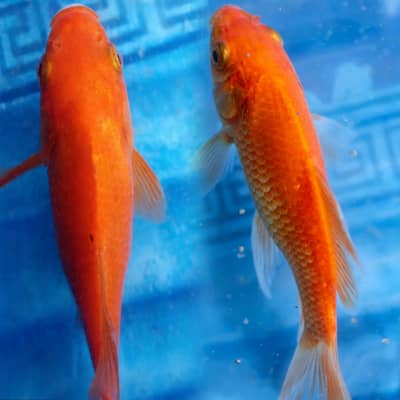 Gold fish for sale price is negotiable