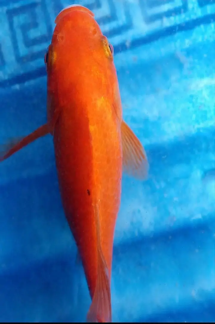 Gold fish for sale price is negotiable — photo 2