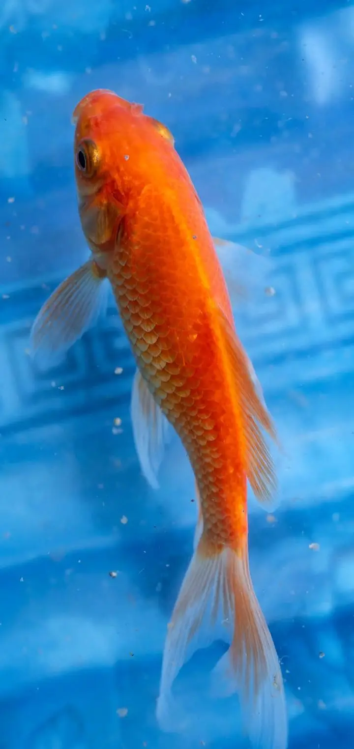 Gold fish for sale price is negotiable — photo 3