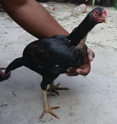 Ek Dafa bacche Liye Hai