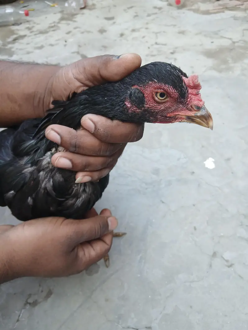 Ek Dafa bacche Liye Hai — photo 2