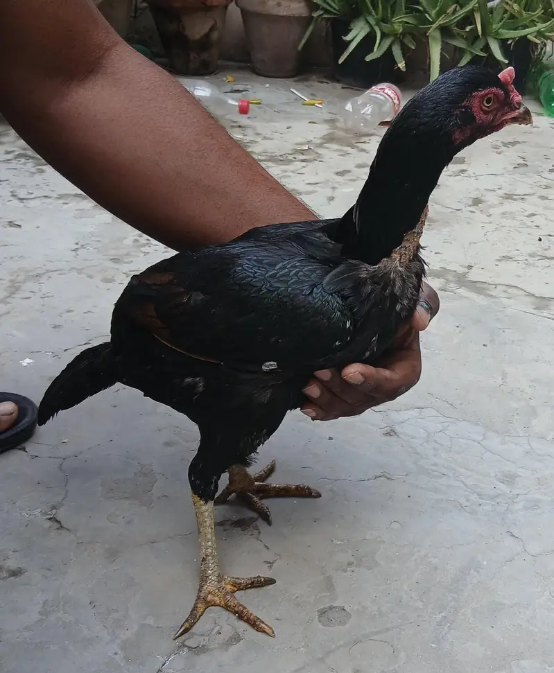 Ek Dafa bacche Liye Hai — photo 3