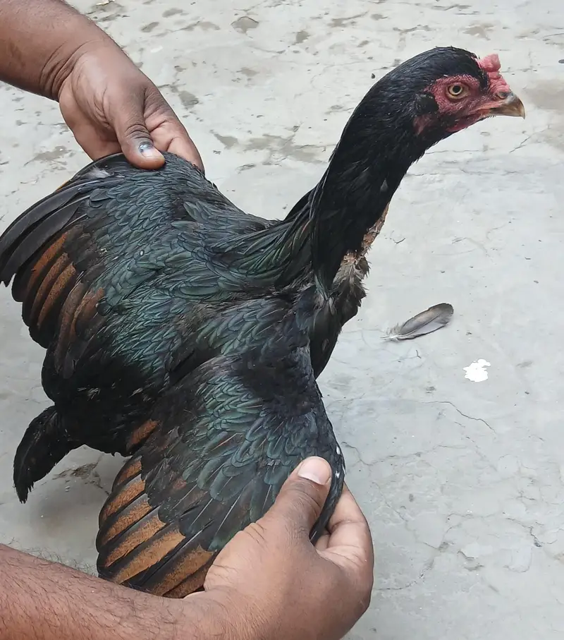 Ek Dafa bacche Liye Hai — photo 4