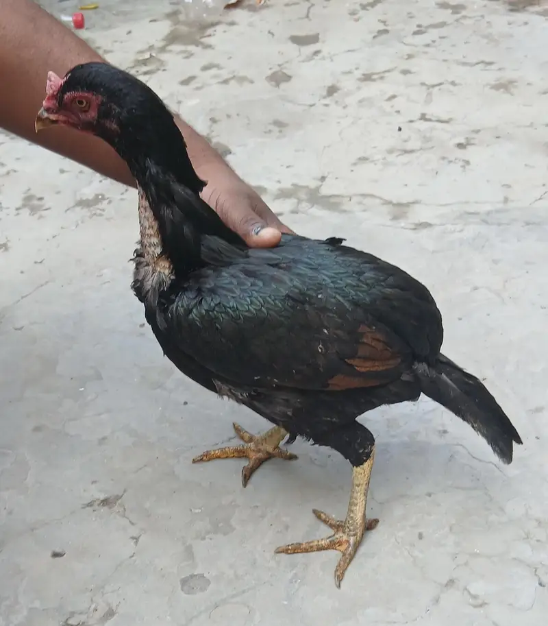 Ek Dafa bacche Liye Hai — photo 5