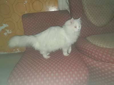 Triple Coat Vacinated cat
