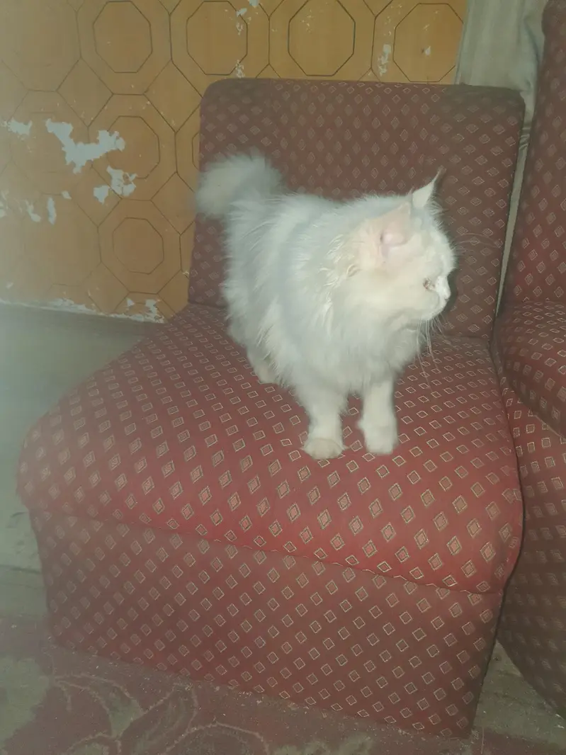 Triple Coat Vacinated cat — photo 2