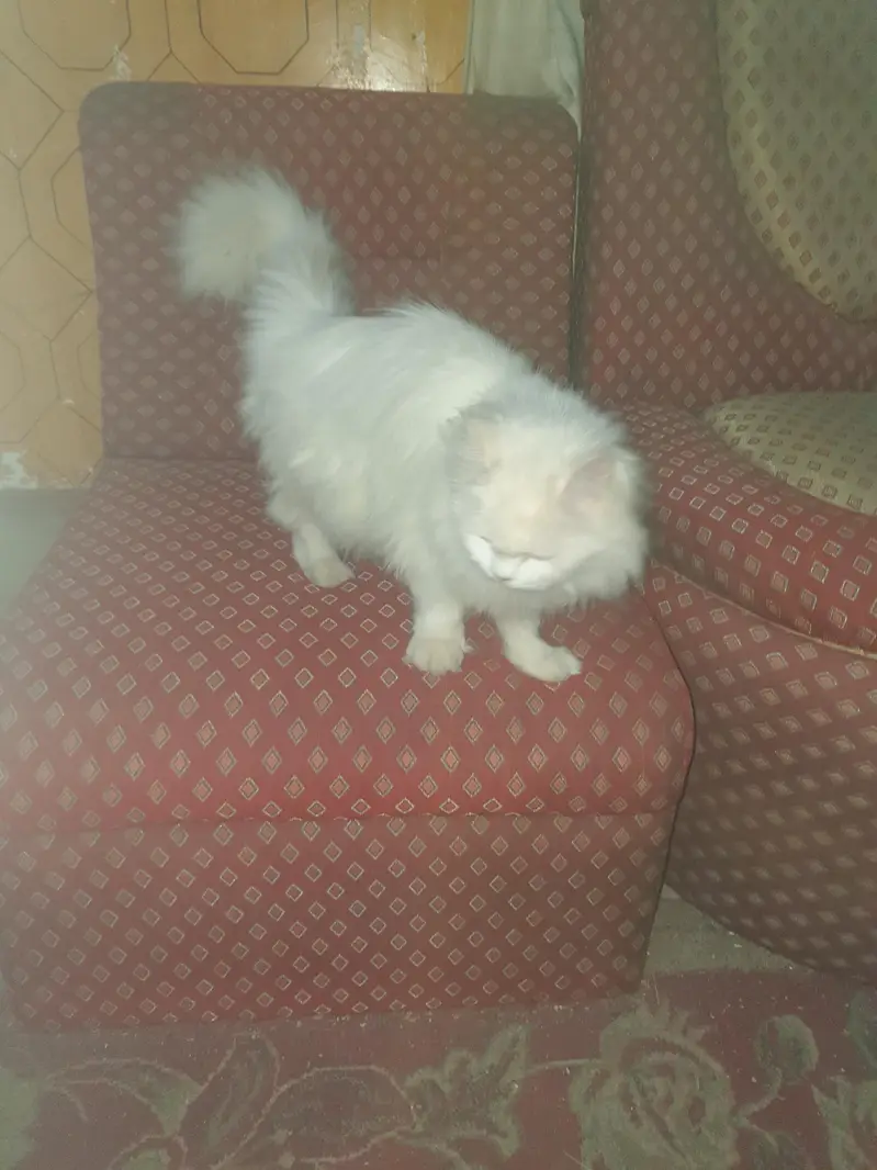 Triple Coat Vacinated cat — photo 3