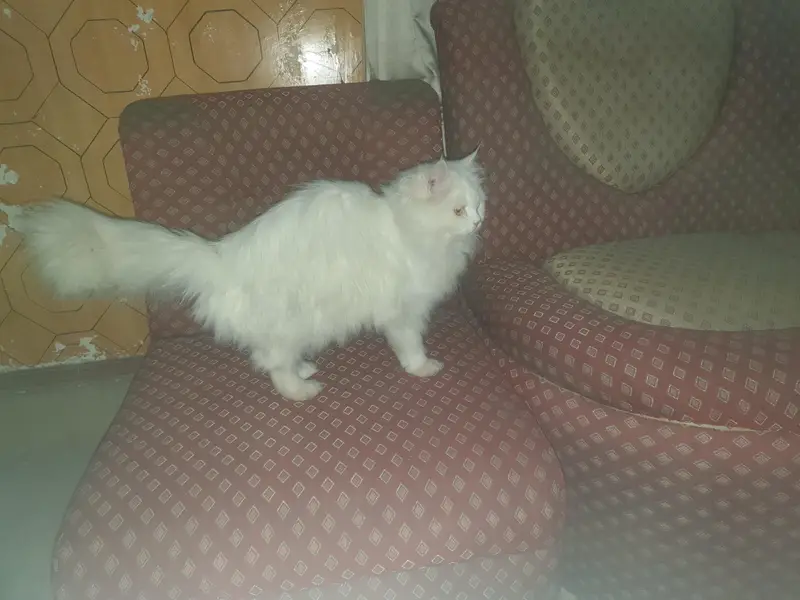 Triple Coat Vacinated cat — photo 4