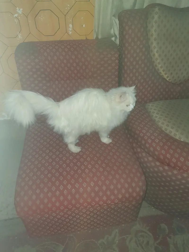 Triple Coat Vacinated cat — photo 5