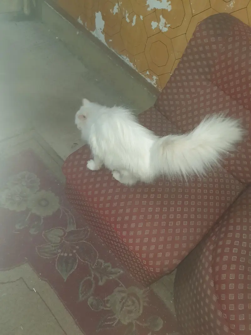 Triple Coat Vacinated cat — photo 6